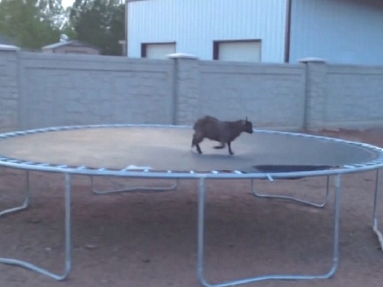 Ondeugende babygeit vindt een trampoline en heeft de 'tijd van zijn leven'.