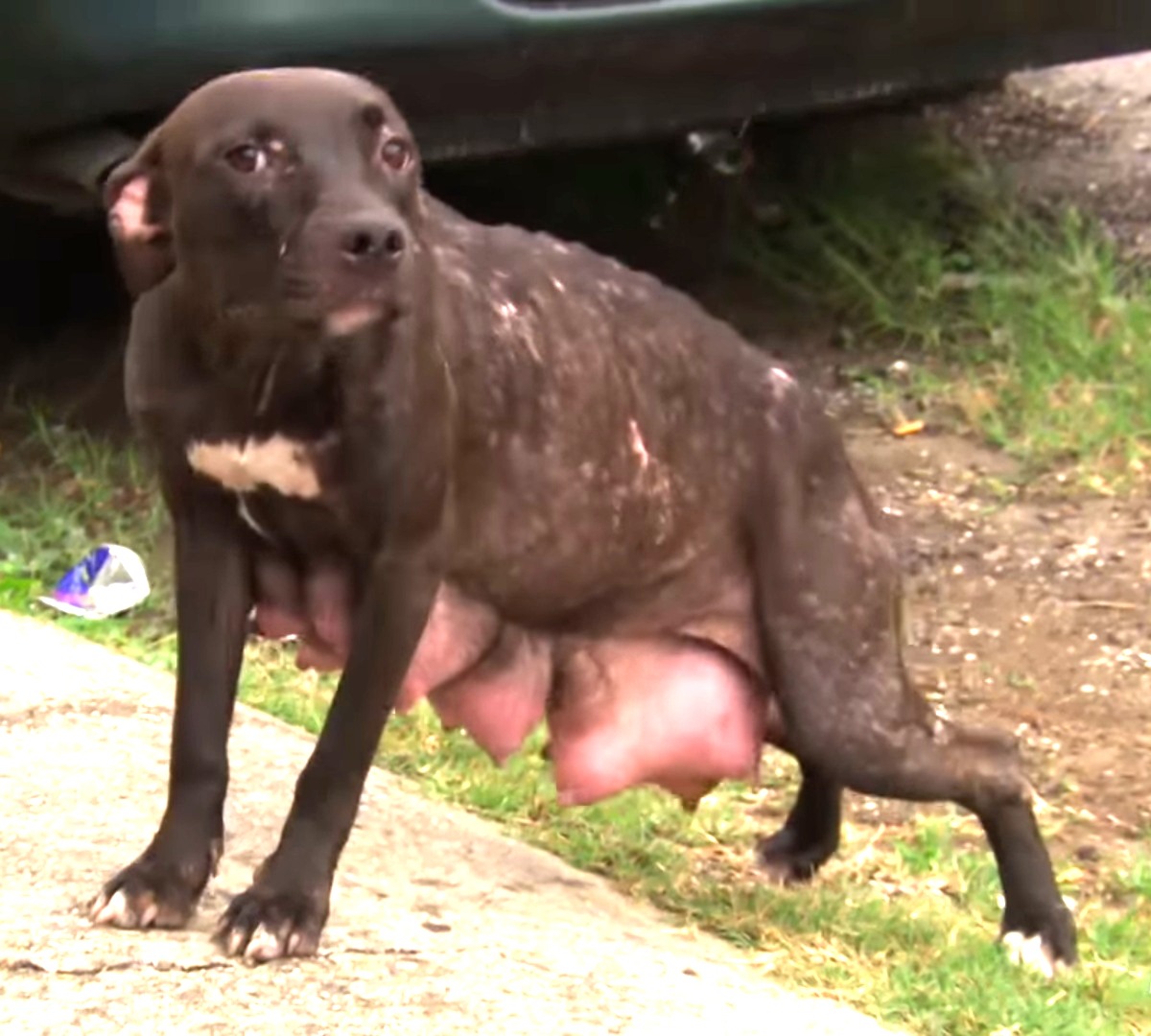 Reddingswerkers vonden hond 'wanhopig' op zoek naar haar pups, ze stopt bij niets om ze terug te krijgen