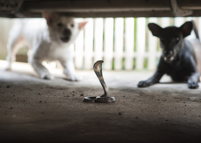 Slangenbeten bij honden: symptomen, behandelingen, preventie, meer
