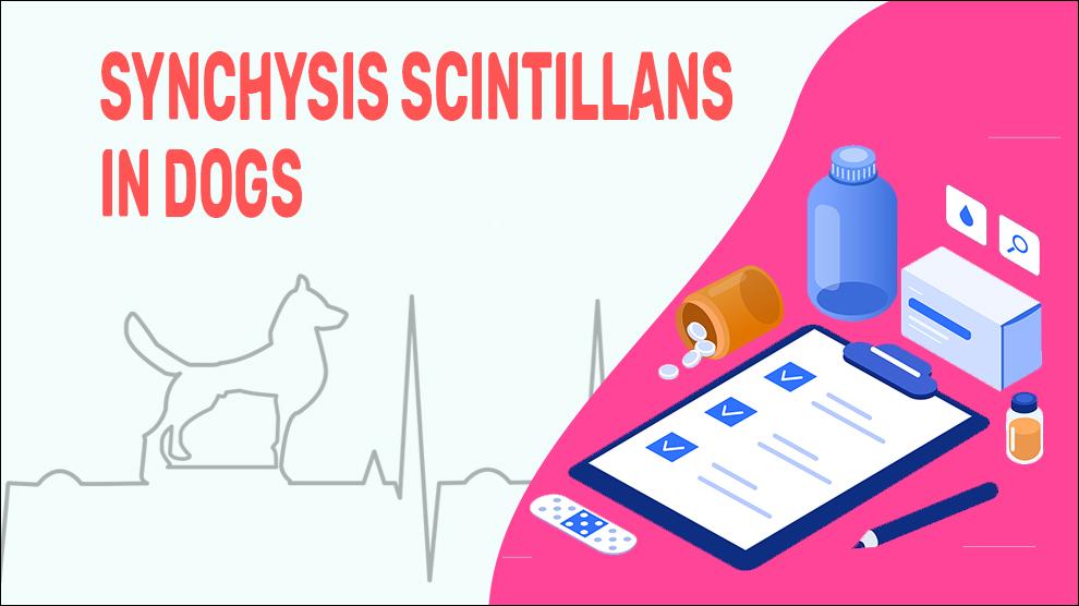 Synchysis Scintillans Bij Honden
