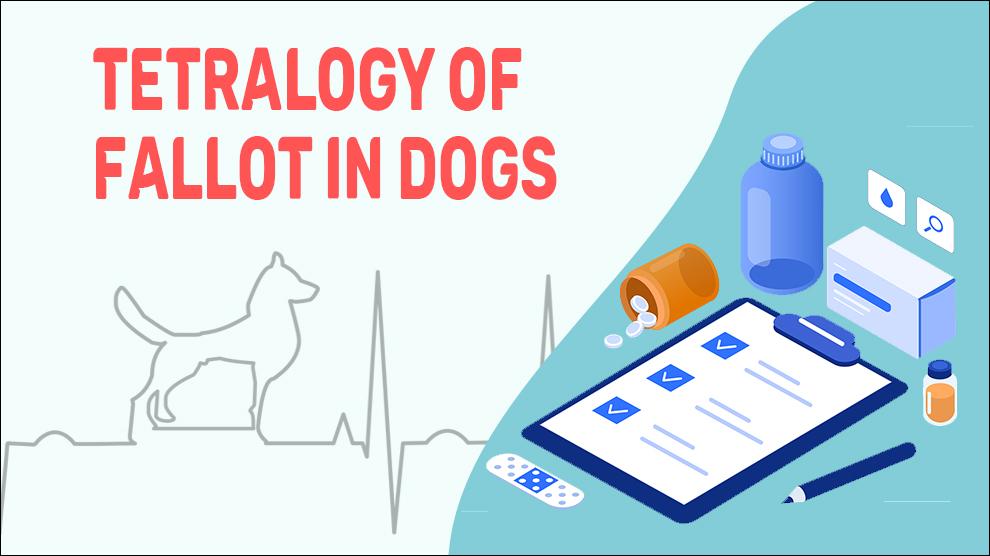 Tetralogie van Fallot bij Honden