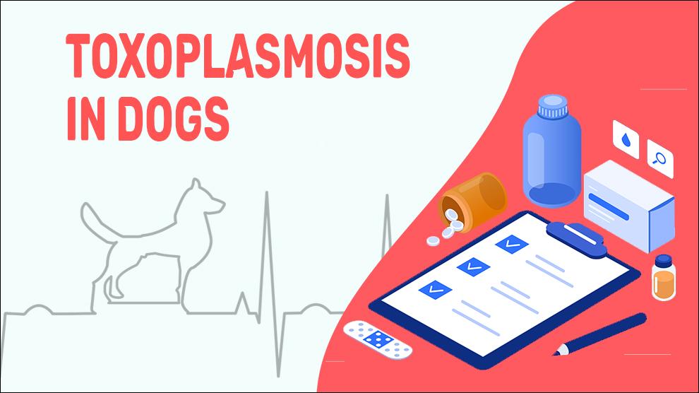 Toxoplasmose Bij Honden