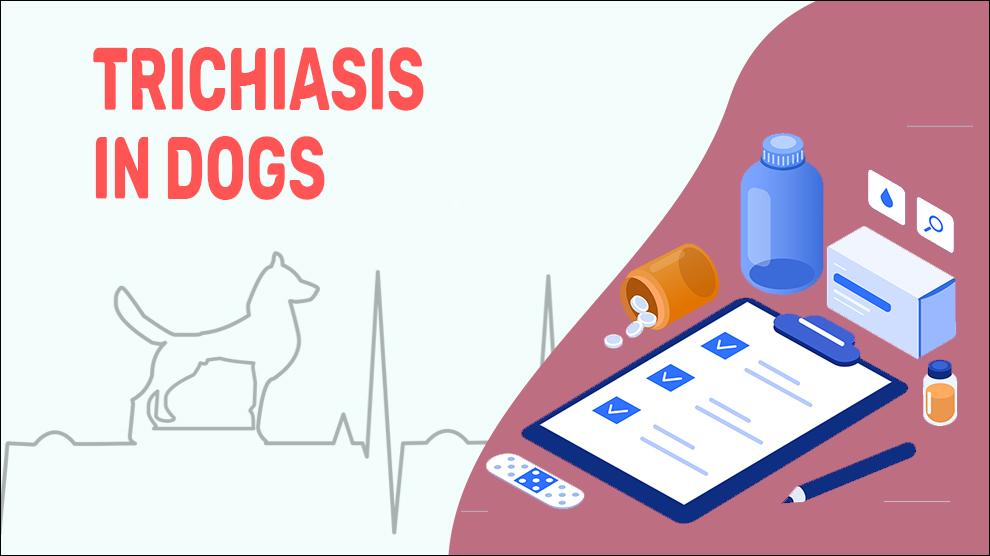 Trichiasis Bij Honden