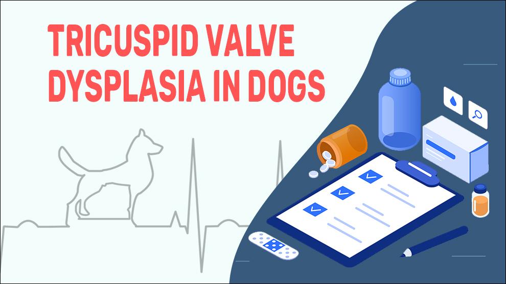 Tricuspid Valve Dysplasia Bij Honden