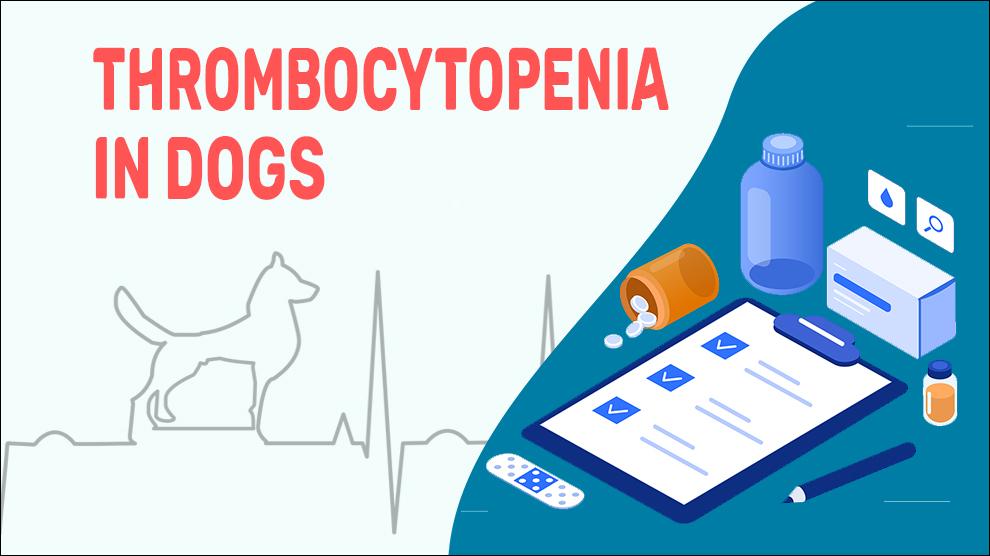 Trombocytopenie Bij Honden