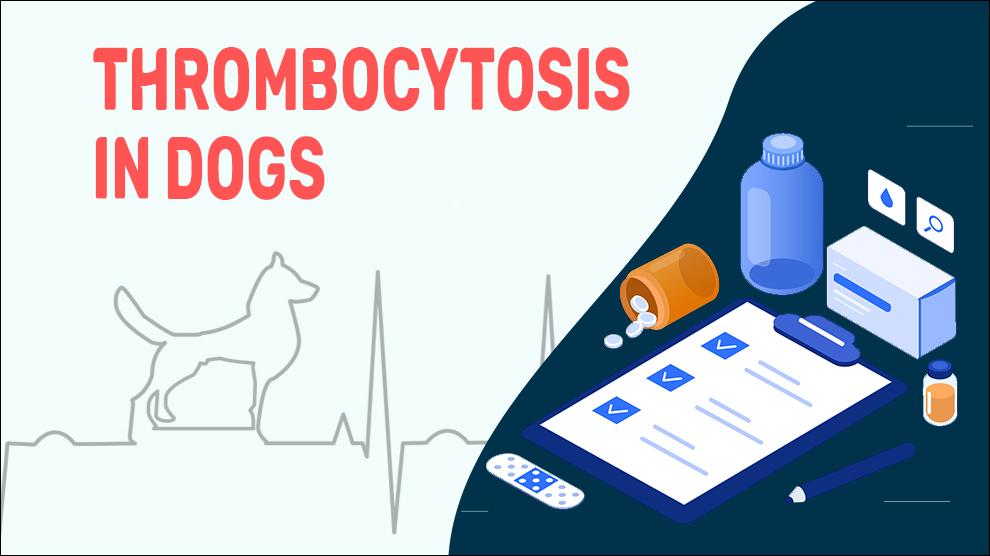 Trombocytose Bij Honden