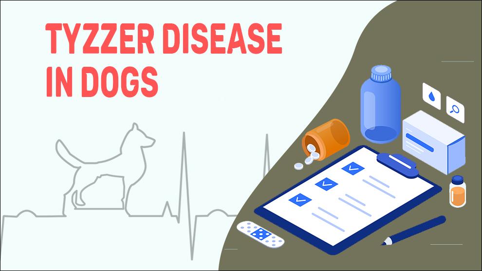 Tyzzer ziekte bij honden