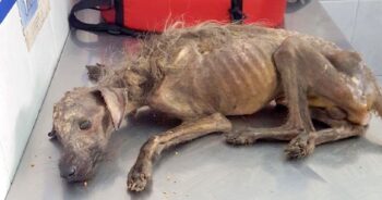 Uitgehongerde hond 'gedumpt' op straat, achtergelaten om te sterven en vrouw vecht tegen alles om hem te redden