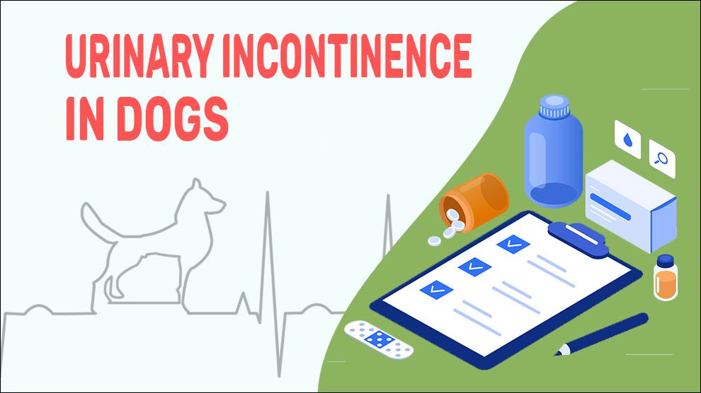 Urine-incontinentie bij honden