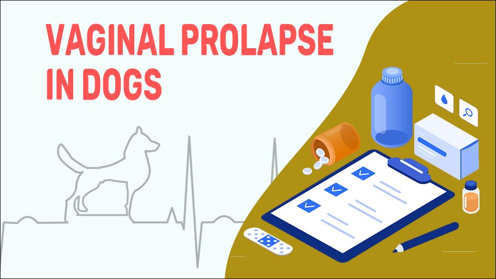 Vaginale Prolaps Bij Honden
