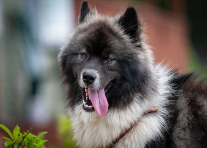 Chusky Dog beste hond van gemengd ras om te adopteren