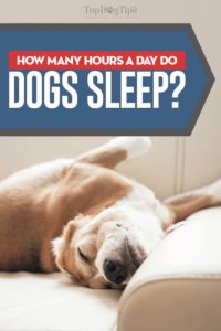 Hoeveel uur per dag slapen honden?
