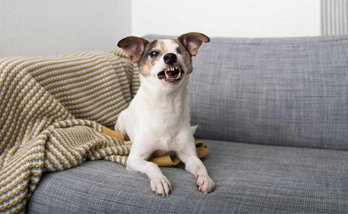 Kleine Jack Russell Mix Hond Met Een Oog Gesloten Op De Bank Liggend Grommen