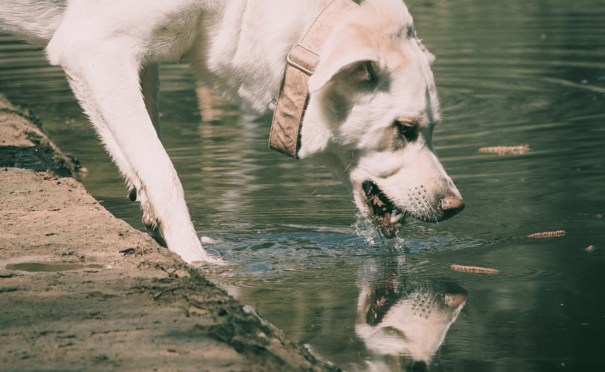 Hond die water drinkt en wordt weerspiegeld door water