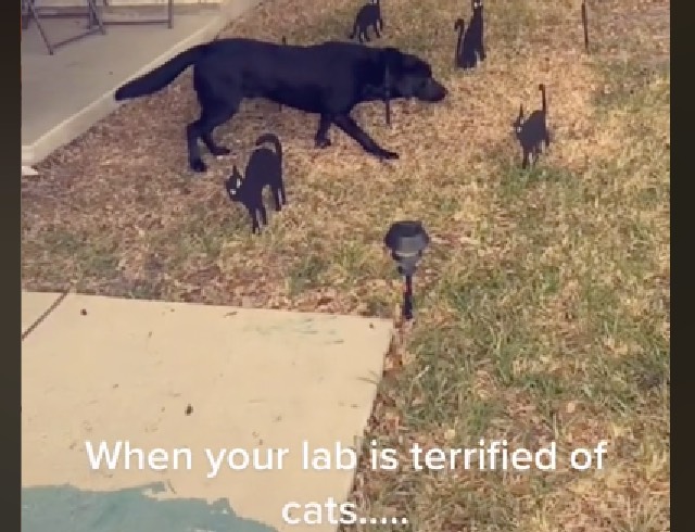 Zwarte labrador bevroren in zijn sporen achtergelaten door 'angstaanjagende' Halloween Katachtigen