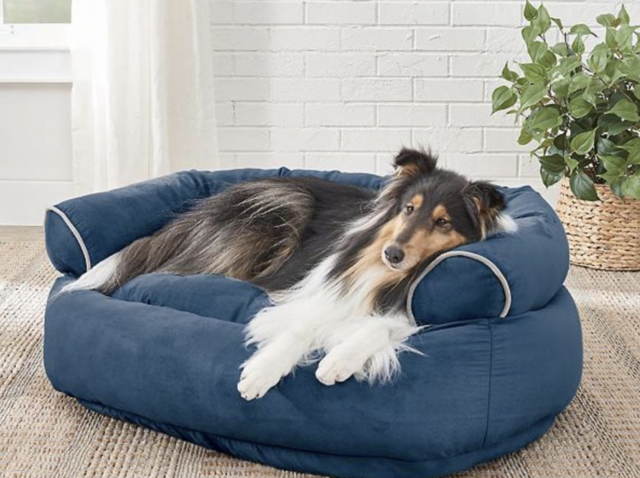 Hond die in comfortabel bed ligt