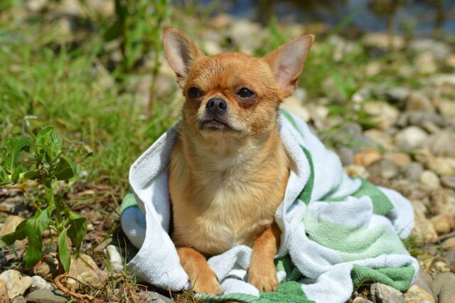 Chihuahua afdrogen met handdoek