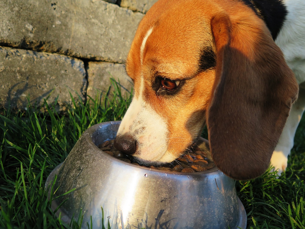 beste vers hondenvoer voor Beagles