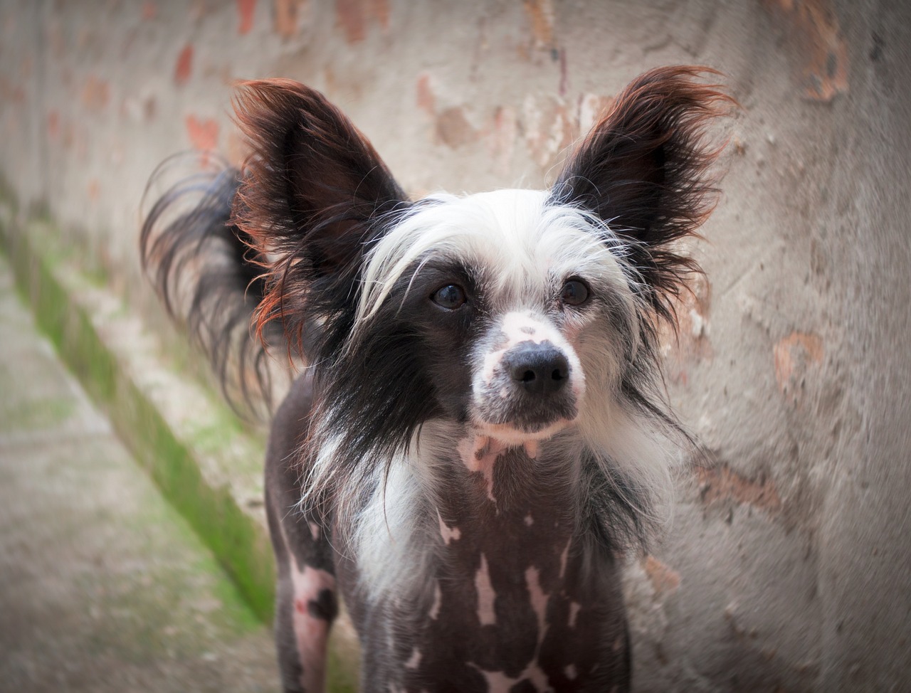 beste vers hondenvoer voor Chinese naakthonden