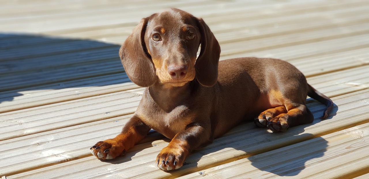 10 beste merken hondenvoer voor teckels in 2023 - Stichting Signaal Alles honden