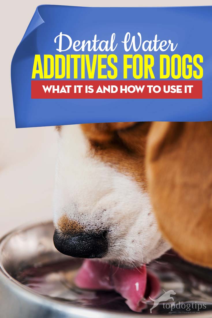 Gids over dog dental water additief - hier is wat het is en hoe het te gebruiken