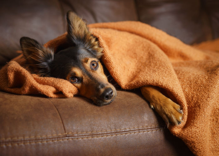 hond-onder-deken-tijdens-wissel-in-seizoen