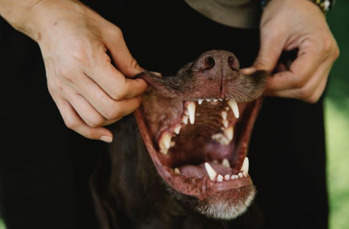 Honden tandvleesproblemen Symptomen