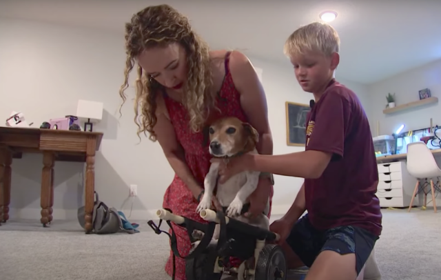 Hond in rolstoel helpen