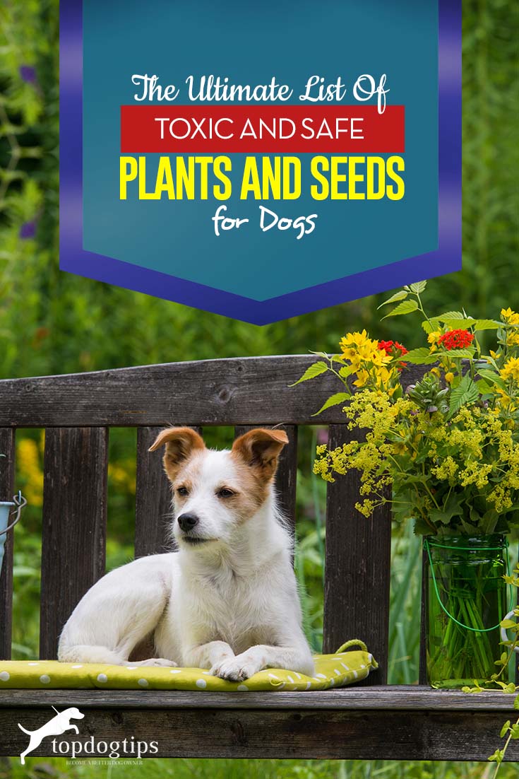 De ultieme lijst van giftige en veilige planten, zaden voor honden