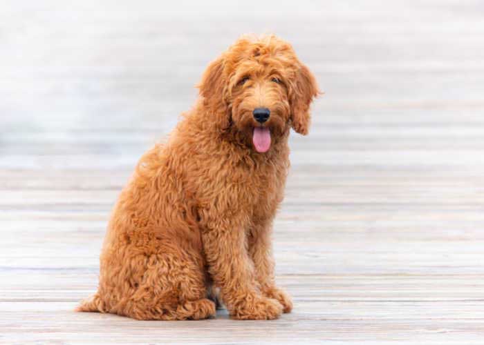 Goldendoodle Hond hypoallergene gemengde rashond