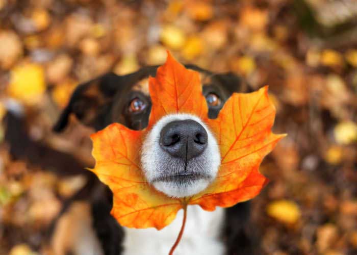 Uw hond houdt van de herfst