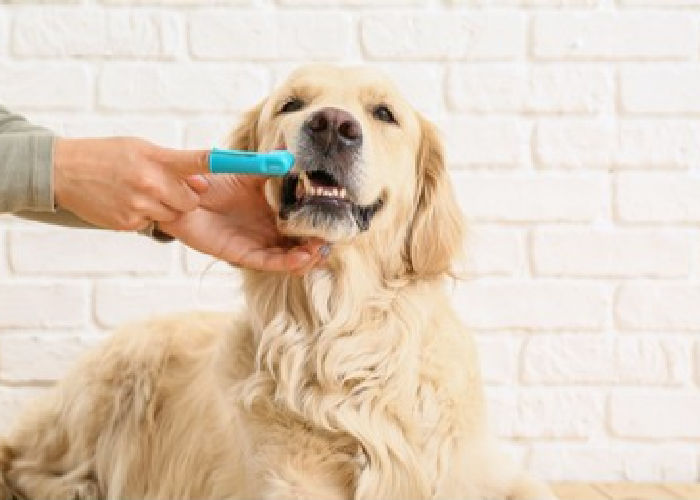 tandenpoetsen-hond-om-gaatjes te voorkomen