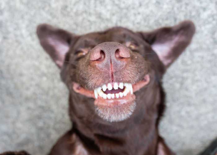 Tandvleesontsteking bij hond
