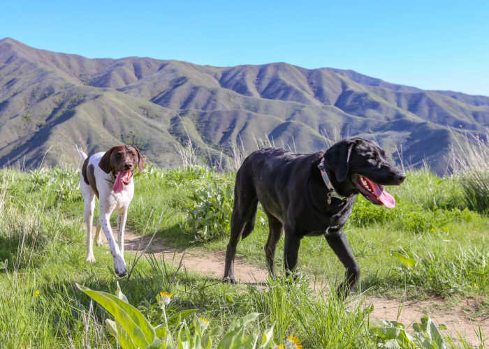 Honden wandelen in de uitlopers van de Boise Idaho