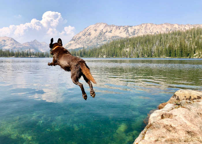 Idaho hondenzwemmen