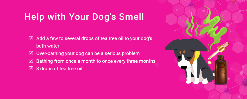 tea tree olie voor honden behandelt hondengeur