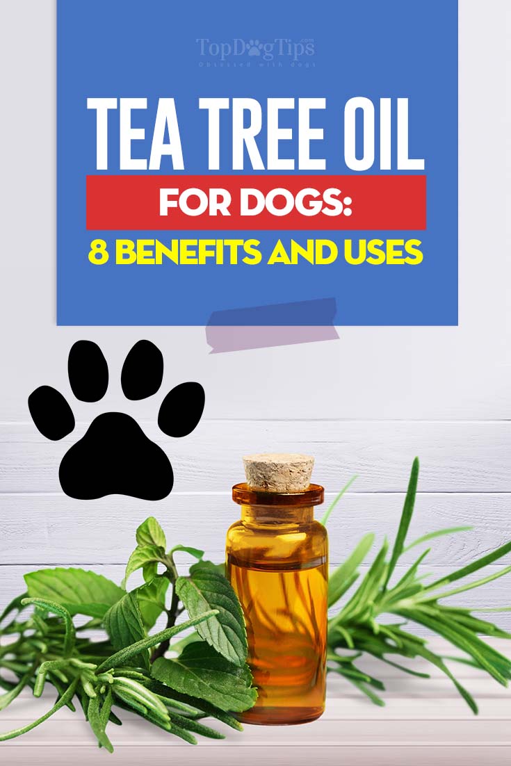 Tea Tree Olie voor Honden - Voordelen en toepassingen op basis van wetenschap