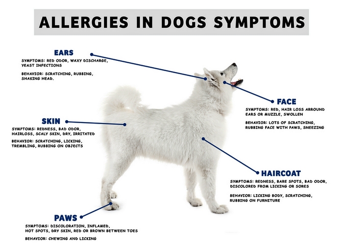 10 Veel voorkomende symptomen van winterallergieën bij honden