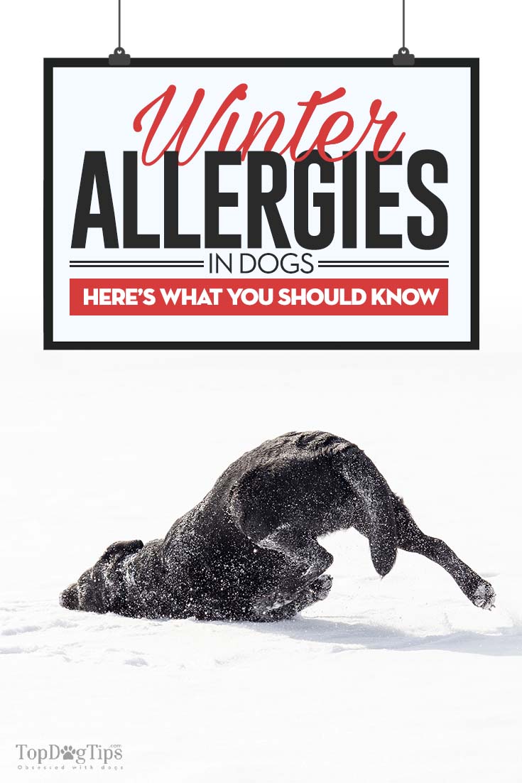 Winterallergieën bij honden en waar u op moet letten