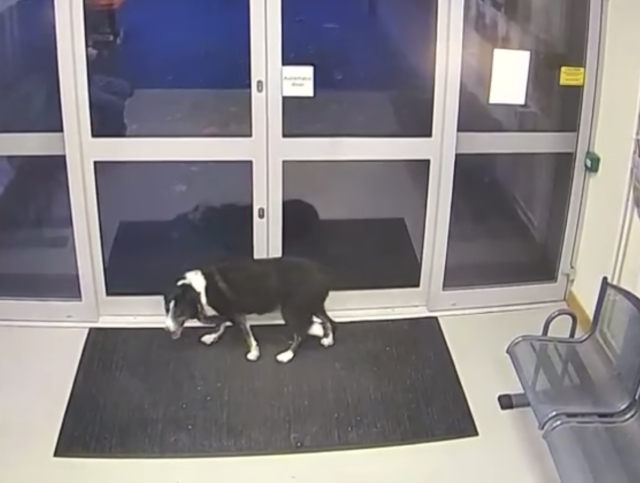 Verloren hond in politiebureau