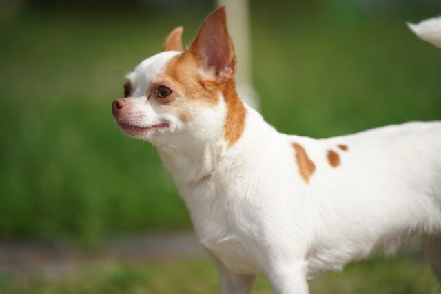 beste vers hondenvoer voor Chihuahua's