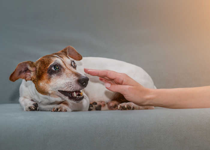 agressie bij honden met dementie