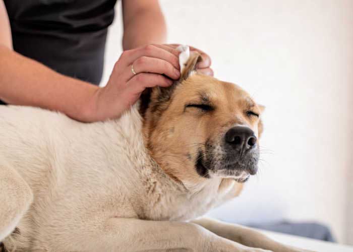 Reinig de oren van uw hond
