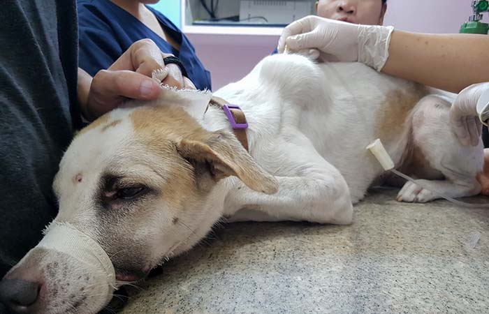 Chemotherapie behandeling voor tumor bij een hond