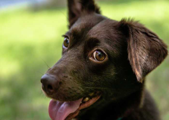 Corgidor Hondenras als beste gemengd ras om te adopteren