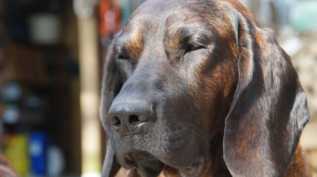 beste vers hondenvoer voor Bloodhounds
