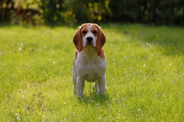 beste vers hondenvoer voor Beagles