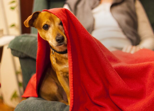 Hond onder rode handdoek