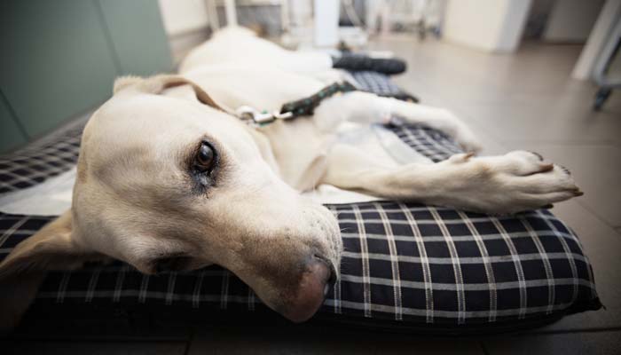 Rijd naar het dichtstbijzijnde dierenartsnoodziekenhuis - bloed in hondenpoep