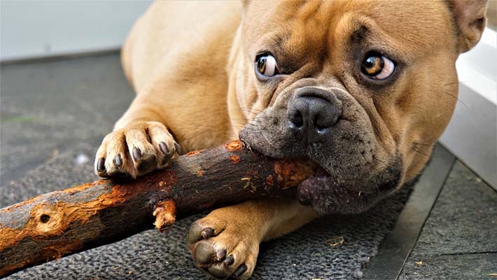 Hondensticks - Waarom en wat te doen